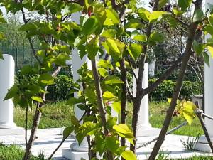 10247233_766506413359491_8164135134396250327_n (1)