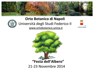 festa albero