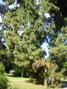 orto_botanico_di_napoli_218